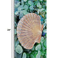 HomeRoots 25" Seashell and Seaglass Giclee Wrap Canvas Wall Art