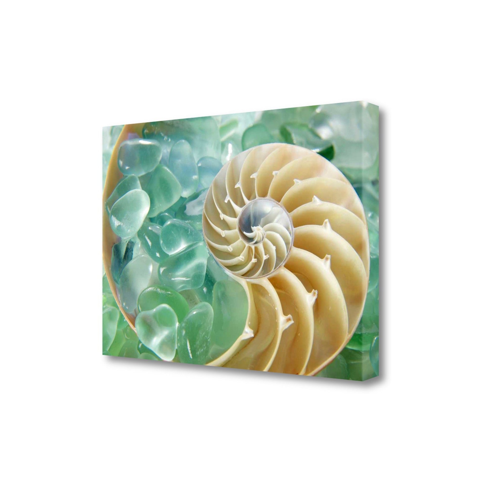 HomeRoots 26" Seashell and Green Seaglass Giclee Wrap Canvas Wall Art