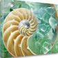 HomeRoots 26" Seashell and Green Seaglass Giclee Wrap Canvas Wall Art