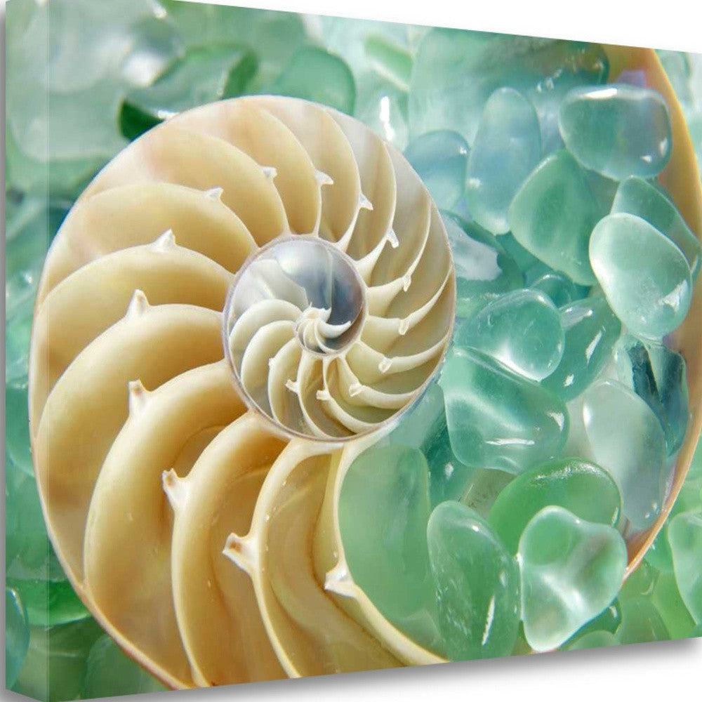 HomeRoots 26" Seashell and Green Seaglass Giclee Wrap Canvas Wall Art