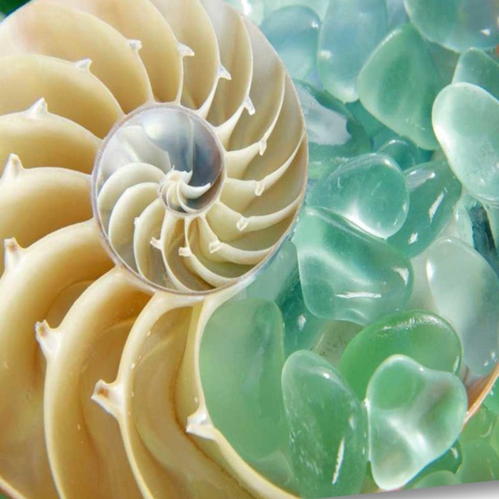 HomeRoots 26" Seashell and Green Seaglass Giclee Wrap Canvas Wall Art