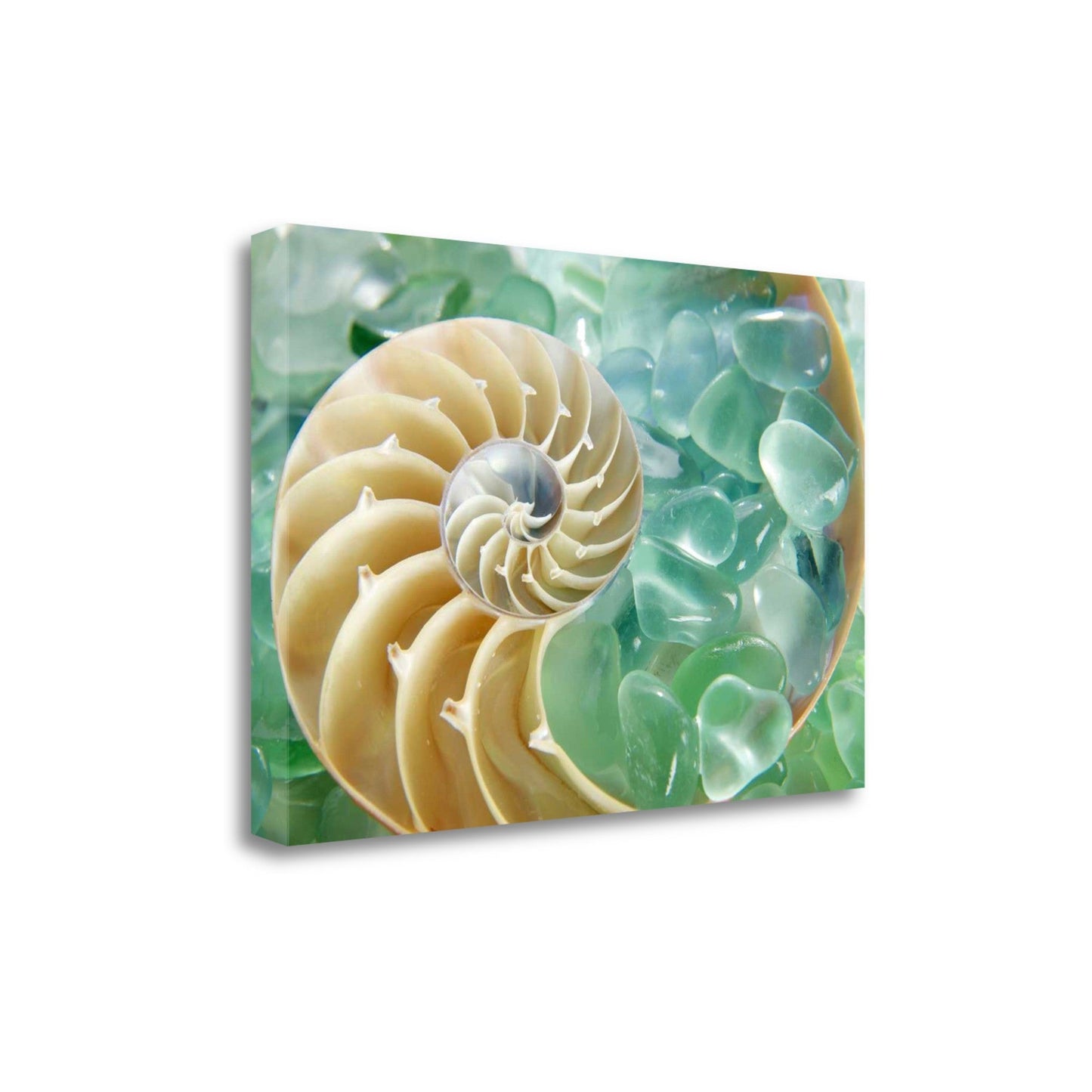HomeRoots 26" Seashell and Green Seaglass Giclee Wrap Canvas Wall Art
