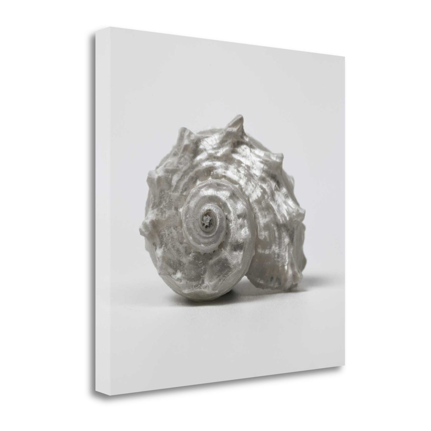 HomeRoots 27" Contemporary Silver Seashell Print on Gallery Wrap Canvas Wall Art