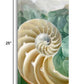 HomeRoots 27" Seashell and Seaglass Giclee Wrap Canvas Wall Art