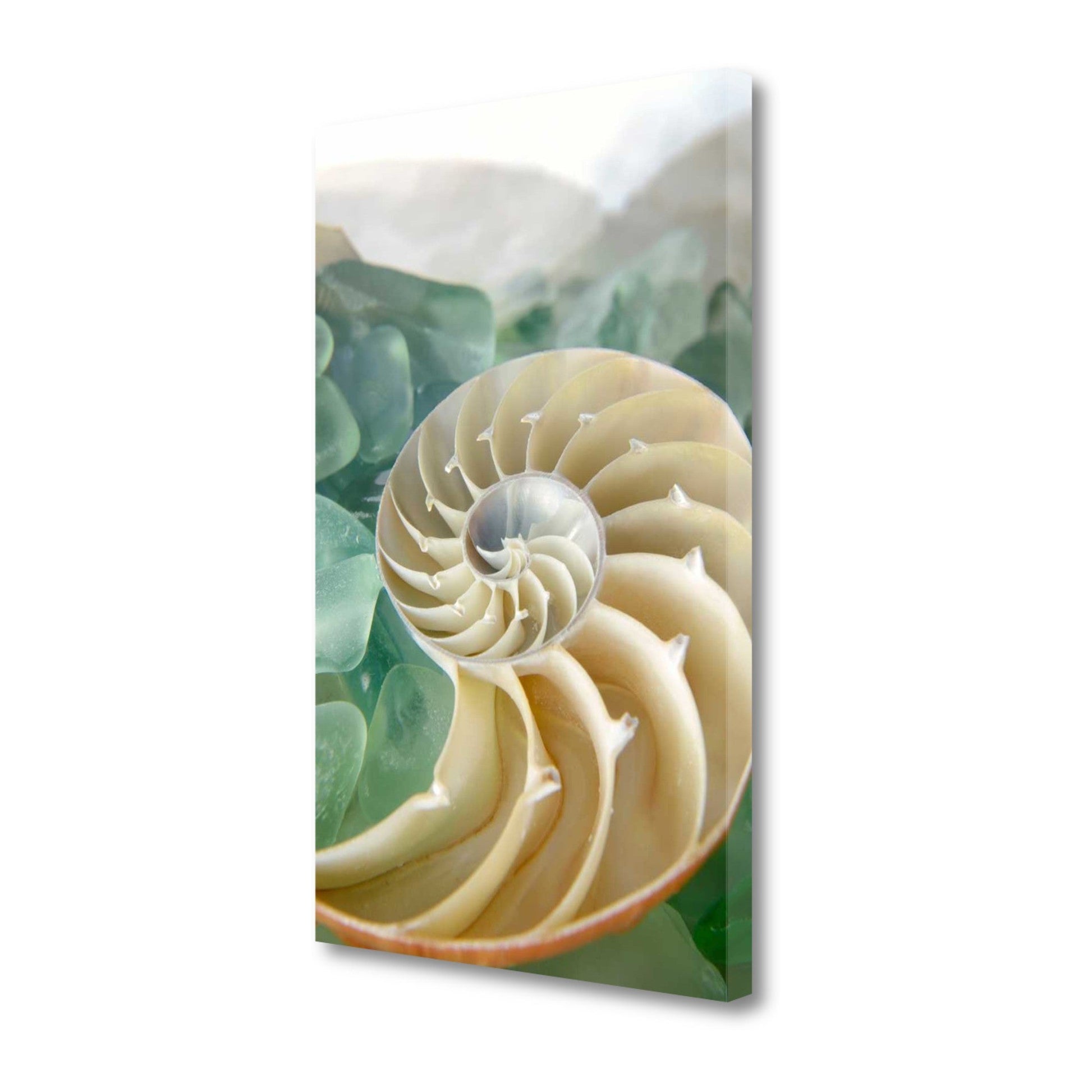 HomeRoots 27" Seashell and Seaglass Giclee Wrap Canvas Wall Art