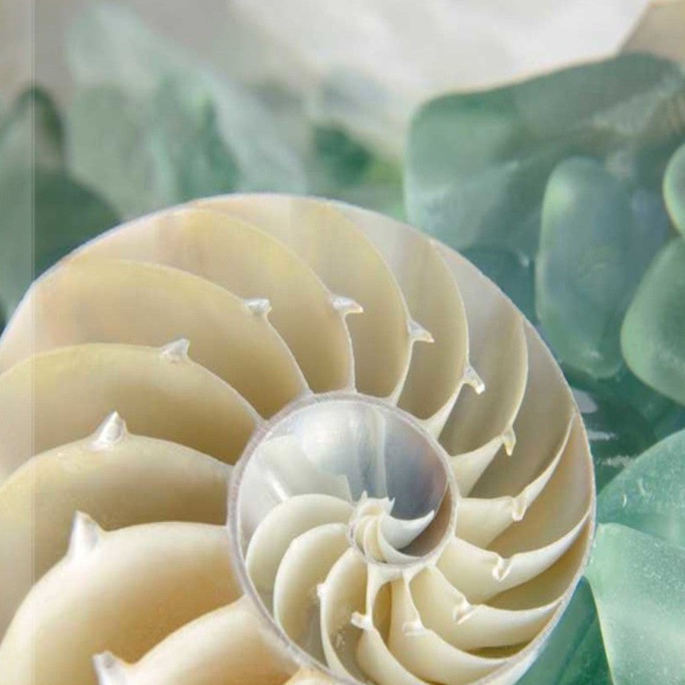 HomeRoots 27" Seashell and Seaglass Giclee Wrap Canvas Wall Art