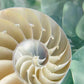HomeRoots 27" Seashell and Seaglass Giclee Wrap Canvas Wall Art