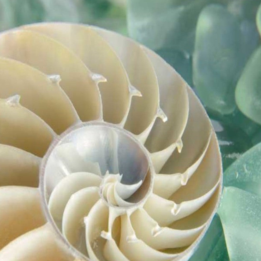 HomeRoots 27" Seashell and Seaglass Giclee Wrap Canvas Wall Art