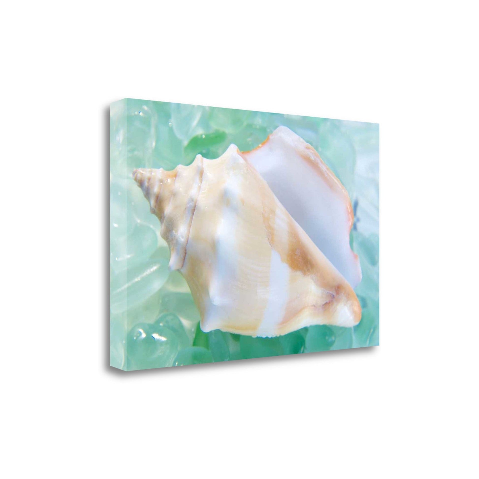 HomeRoots 28" Seashell and Seaglass Giclee Wrap Canvas Wall Art