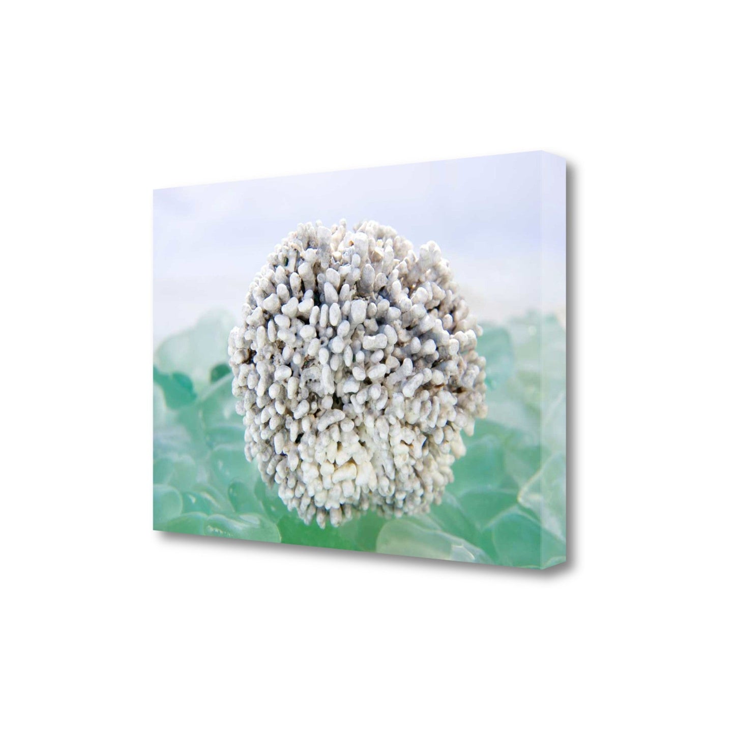 HomeRoots 32" White Sea Urchin and Green Seaglass Giclee Wrap Canvas Wall Art