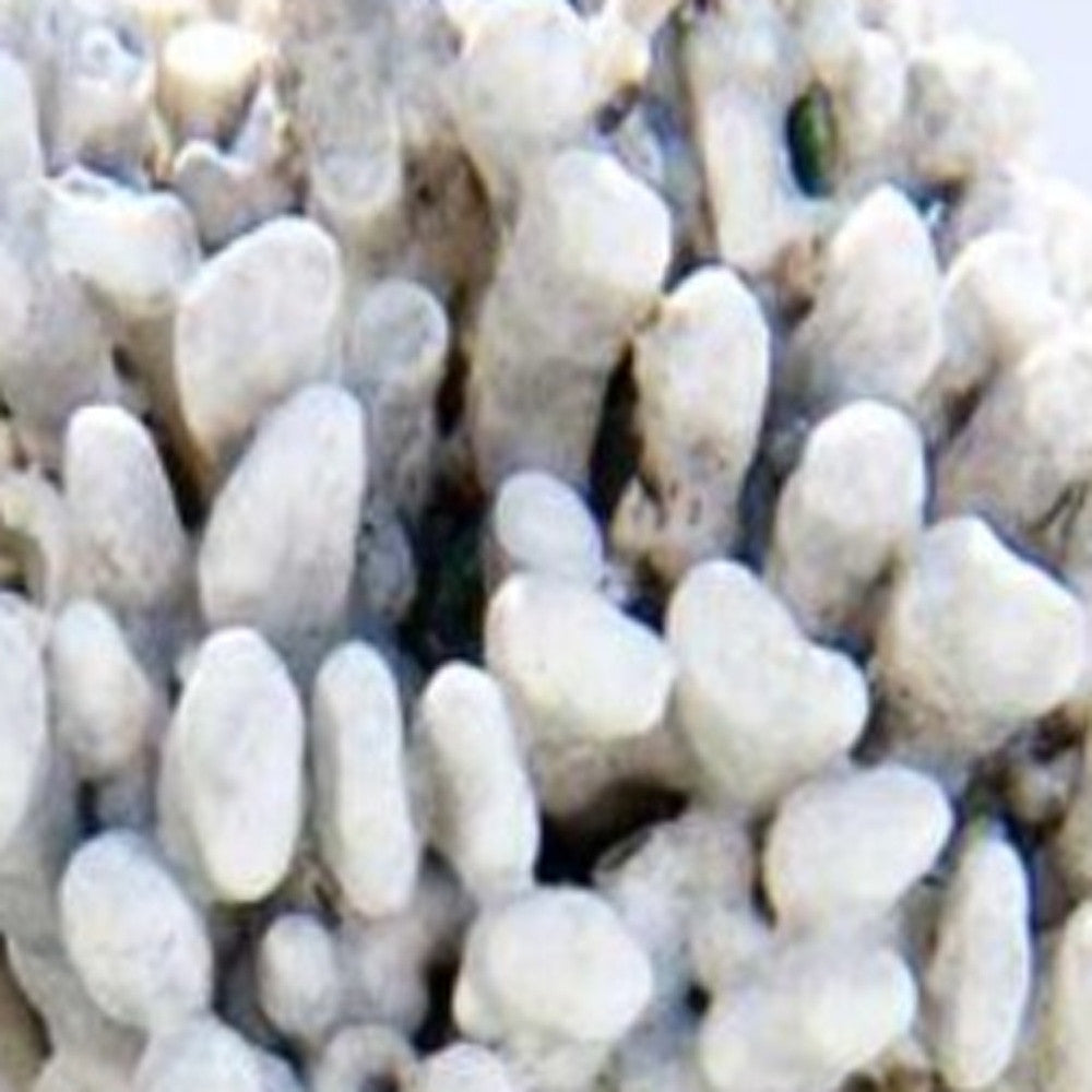 HomeRoots 32" White Sea Urchin and Green Seaglass Giclee Wrap Canvas Wall Art