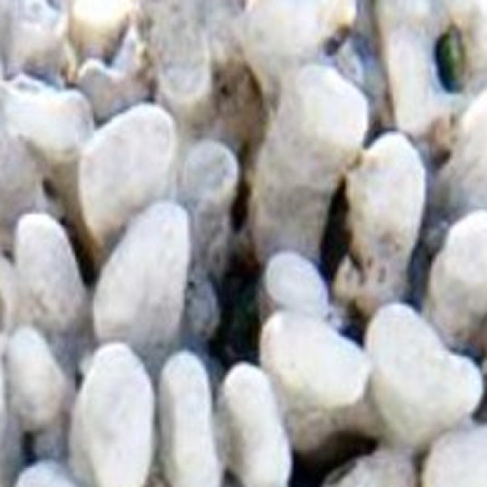 HomeRoots 32" White Sea Urchin and Green Seaglass Giclee Wrap Canvas Wall Art