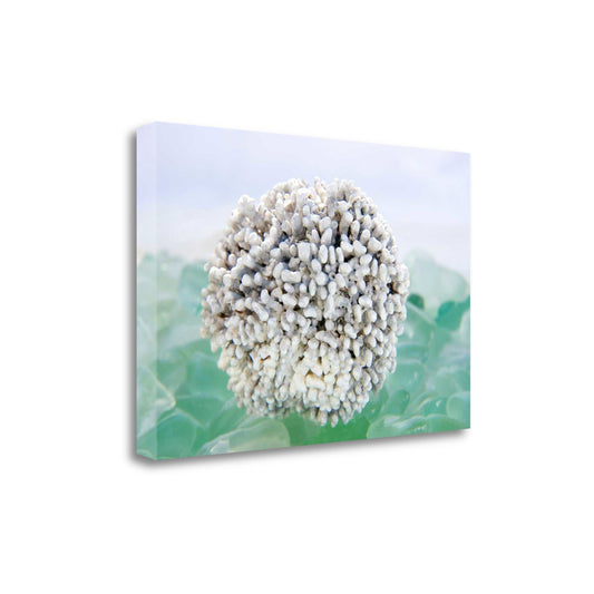 HomeRoots 32" White Sea Urchin and Green Seaglass Giclee Wrap Canvas Wall Art