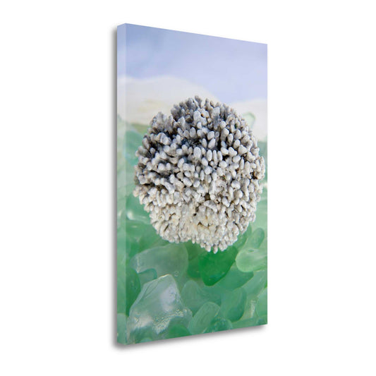 HomeRoots 34" White Sea Urchin and Colorful Seaglass Giclee Wrap Canvas Wall Art