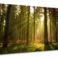 HomeRoots Sunrise in Forest Giclee Wrap Canvas Wall Art