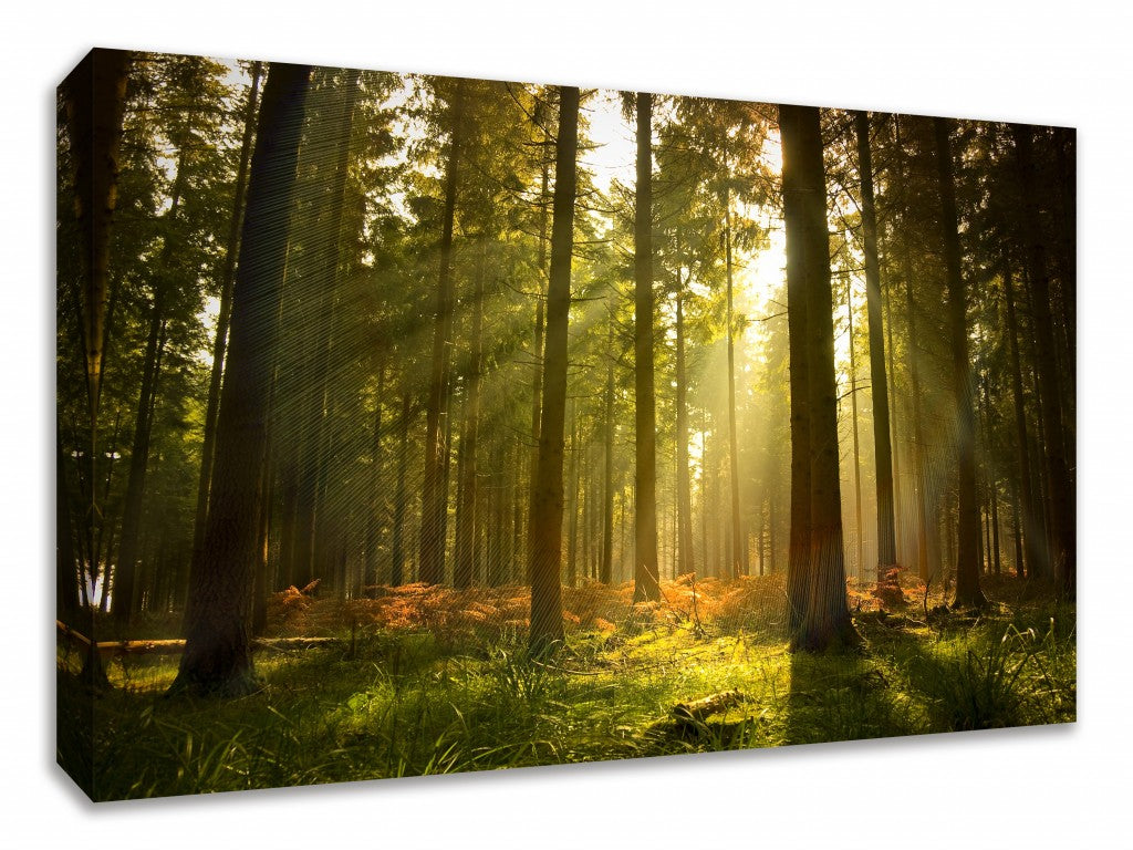HomeRoots Sunrise in Forest Giclee Wrap Canvas Wall Art