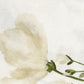 Park Designs Austen Napkin - Set of 12
