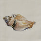 Park Designs Shore Conch Dishtowel - Set of 2
