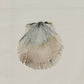Park Designs Shore Scallop Dishtowel - Set of 2